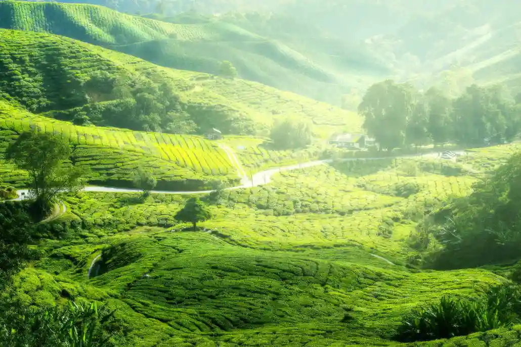 Munnar’s Tea Slopes- The Hill Escape Everyone’s Talking About